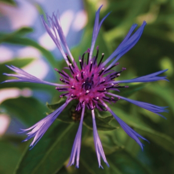 'Blue' Bachelor's Button-Perennial -Centaurea montana