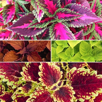 Main Street 'Multiple Varieties' -coleus 