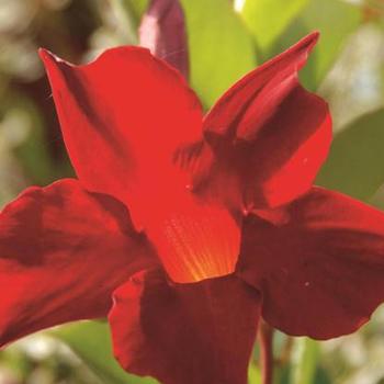 Sun Parasol® 'Crimson' -Mandevilla 