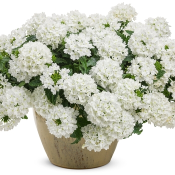 Superbena® 'Whiteout™' -Verbena 