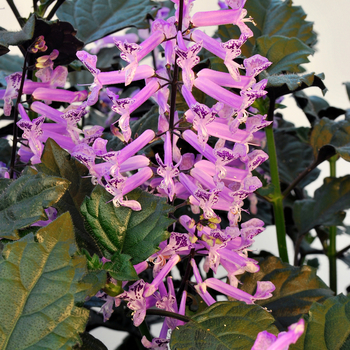 'Velvet Elvis' -Plectranthus 