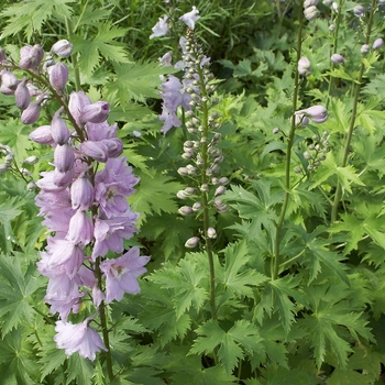 'Magic Fountains Cherry Blossom' -Delphinium elatum