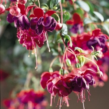 'Dark Eyes' Trailing Fuchsia -Fuchsia 