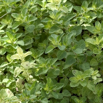 'Berts Beauty' Oregano -Origanum 