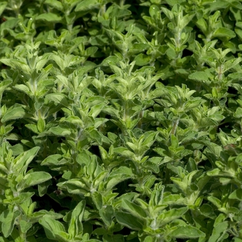 Greek Oregano -Origanum heracleoticum