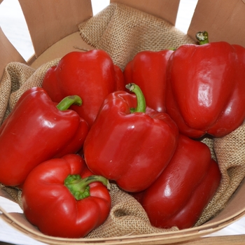 Red Bell Pepper -Capsicum annuum