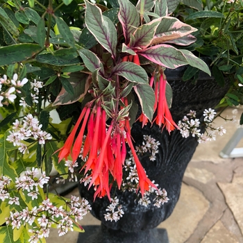 'Firecracker' Upright Fuchsia -Fuchsia 