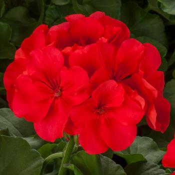 Calliope® Large 'Orange Splash' -Pelargonium (Interspecific Geranium)