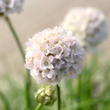 'Morning Star White' -Armeria maritima (Sea Thrift)