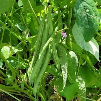 'Blue Lake' Bush Green Bean -Phaseolus vulgaris var. nanus