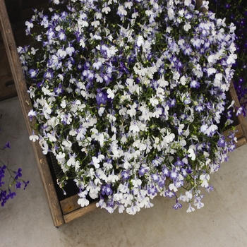 Regatta 'Sky Blue' -Lobelia erinus