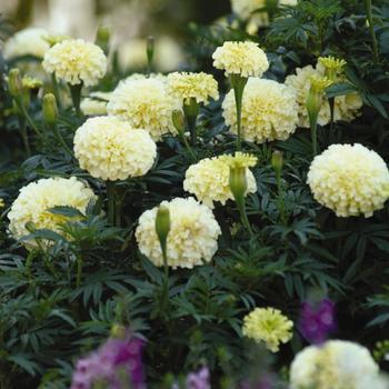 'Vanilla' African Marigold -Tagetes erecta