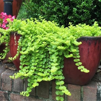 'Goldie' Creeping Jenny -Lysimachia nummularia