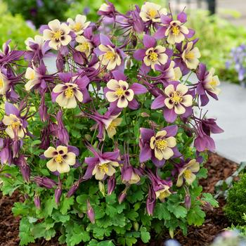 Earlybird™ 'Purple Yellow' -Aquilegia caerulea (Columbine)