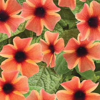 'Tangerine Slice A-Peel®' Black-Eyed Susan Vine -Thunbergia alata