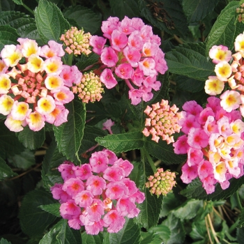 Bandana® ''Pink'' -Lantana camara