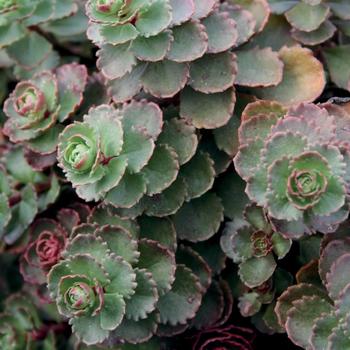 'Dragon's Blood (Roseum)' Stonecrop -Sedum spurium