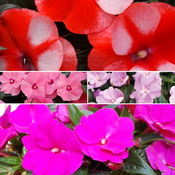 'Multiple Varieties' New Guinea Impatiens -Impatiens hawkeri