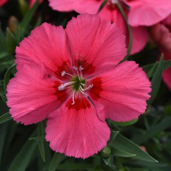 Coronet™ 'Salmon Red Eye' -Dianthus chinensis (Pinks)