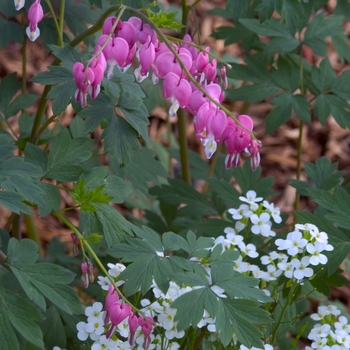 Bleeding Heart -Dicentra spectabilis