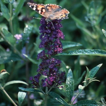 'Black Knight' Butterfly Bush -Buddleia davidii