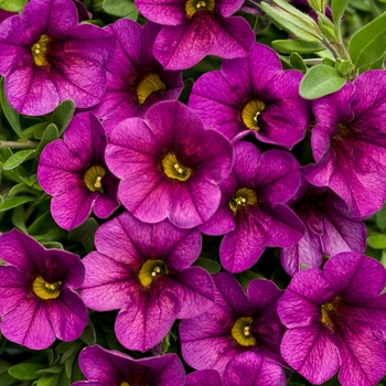 Superbells® 'Plum' -Calibrachoa 