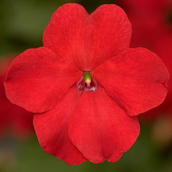 Imara™ 'XDR Red' -Impatiens walleriana