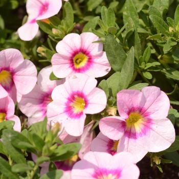 'Bloomtastic Rose Quartz' Million Bells -Calibrachoa 