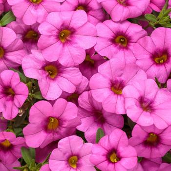 Superbells® Pink -Calibrachoa 