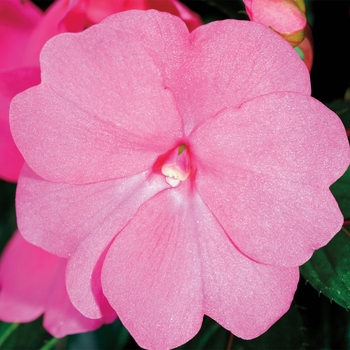 Sonic® 'Bright Pink' -Impatiens hawkeri (New Guinea Impatiens)