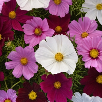 Sonata™ 'Mix' -Cosmos bipinnatus