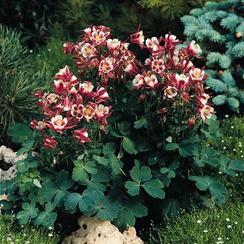 Winky 'Red & White' -Aquilegia vulgaris (Columbine)