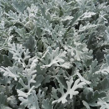 'Silver Dust' Dusty Miller -Senecio cineraria