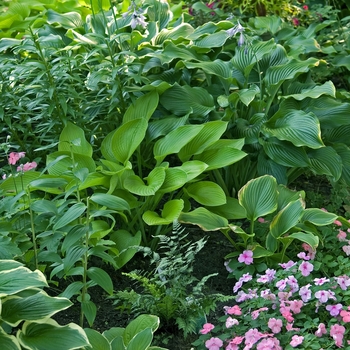 'Multiple Varieties' Plantain Lily, Hosta -Hosta 