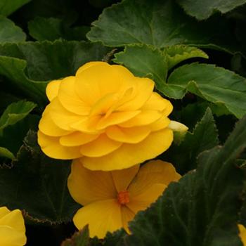 Nonstop® 'Mocca Yellow' -Begonia x tuberhybrida (Tuberous Begonia)