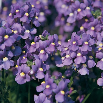 Bluebird -Nemesia fruticans