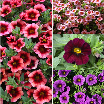 'Multiple Varieties' Assorted, Million Bells -Calibrachoa 