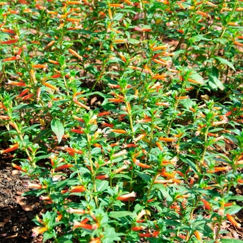 'Vermillionaire®' Large Firecracker Plant -Cuphea 