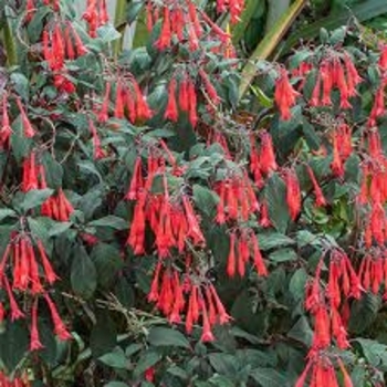 'Gartenmeister Bonstedt' -Fuchsia 