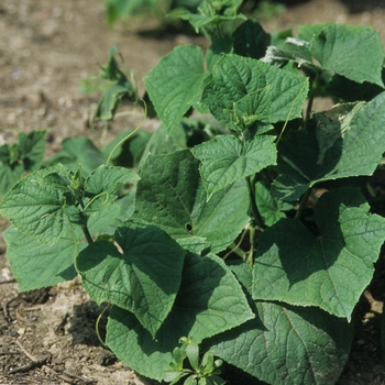 'Fanfare' Fanfare Cucumber -Cucumis sativus