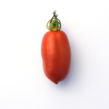 'San Marzano' Tomato -Lycopersicon esculentum