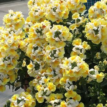 Aroma Yellows™ 'Banana Split' -Nemesia 