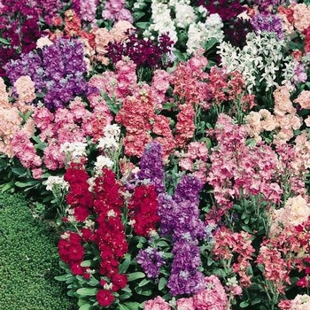 'Vintage Mix' Stock -Matthiola incana