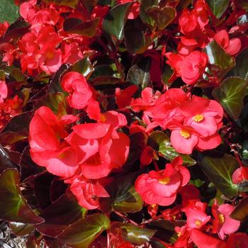 Big™ 'Red Bronze Leaf' -Begonia x benariensis