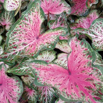 Heart to Heart™ 'Heart and Soul' -Caladium hortulanum (Strap-leaf Caladium)