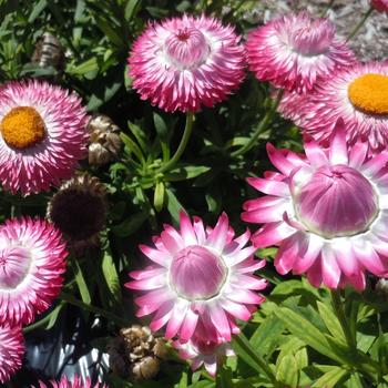 'Granvia Pink' Strawflower -Bracteantha bracteata