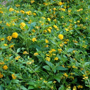 'New Gold' -Lantana camara