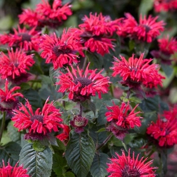 'Jacob Cline' Beebalm -Monarda 