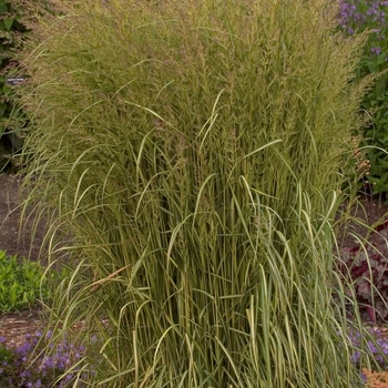 'Eldorado' Feather Reed Grass -Calamagrostis acutiflora