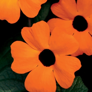 'Orange A-Peel®' Black-Eyed Susan Vine -Thunbergia alata